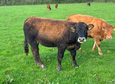 LMX - Organic heifers