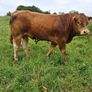 PB  McCabe Limousin Bull, Image 3