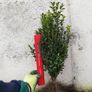 Box Hedging Image 8