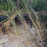 50/100 Thick Willow Cuttings For Hedges, Baskets, Logs Image 7
