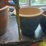 garden pots 3 pots Image 2