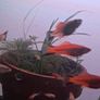 fish Image 6