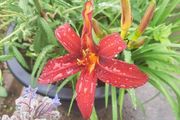 Mixed day lillies