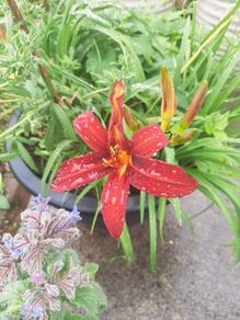 Mixed day lillies