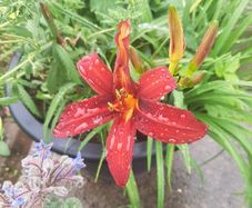 Mixed day lillies