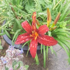 Mixed day lillies