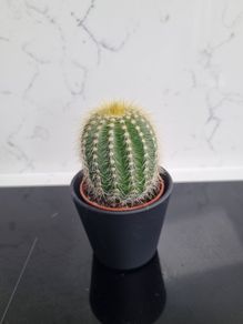 Barrel cactus