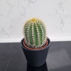 Barrel cactus
