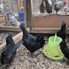 Ayam Cemani Rooster and Hens