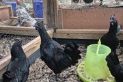 Ayam Cemani Rooster and Hens
