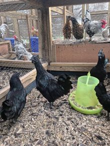 Ayam Cemani Rooster and Hens