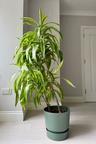 Large Lemon Lime Dracaena 158cm Excellent Condition