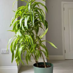 Large Lemon Lime Dracaena 158cm Excellent Condition