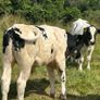 Farming Image 10