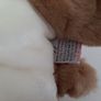 New vintage collectable beanie buddies dog with tag Image 3