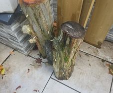 fire wood