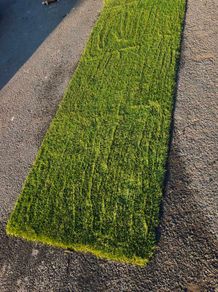 artificial grass