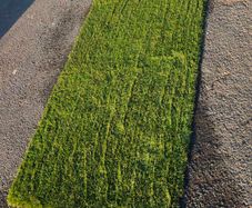 artificial grass