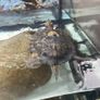 Tutles Image 3