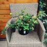 Hypericum, 10 plants in one pot Image 2