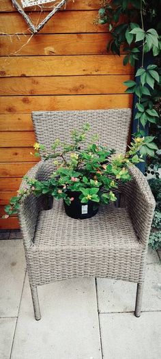 Hypericum, 10 plants in one pot