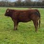 Top Quality Heifers Mohill Mart Saturday 31st Oct Image 3