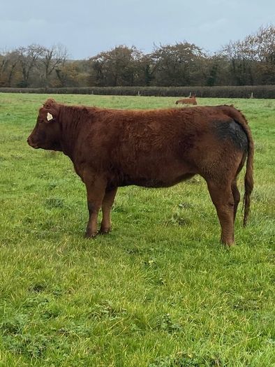 Top Quality Heifers Mohill Mart Saturday 31st Oct