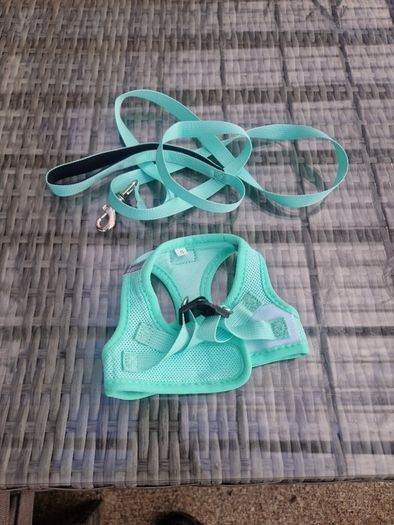 dog harness and lead