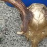 26" Stag's head Antlers Image 8