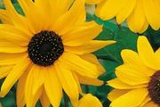 (S) Sunflower Stella seeds 0.5g (600908)