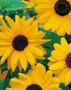 (S) Sunflower Stella seeds 0.5g (600908)
