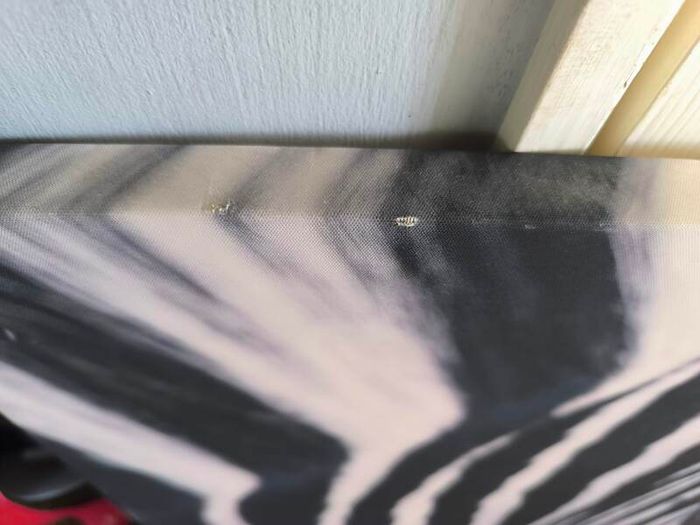 zebra large canvas picture decor