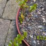 Cotoneasters-various sizes and prices Image 4