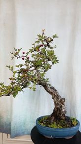 Bonsai