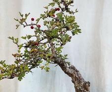 Bonsai