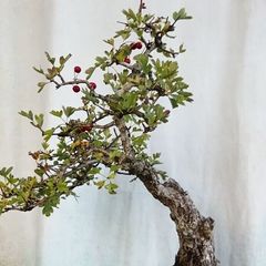 Bonsai