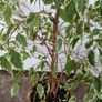 Weeping fig plant Image 3