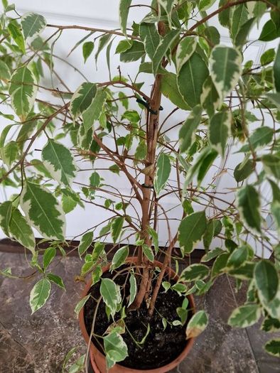 Weeping fig plant