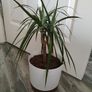 Dracaena Marginata / Dragon Tree Image 2
