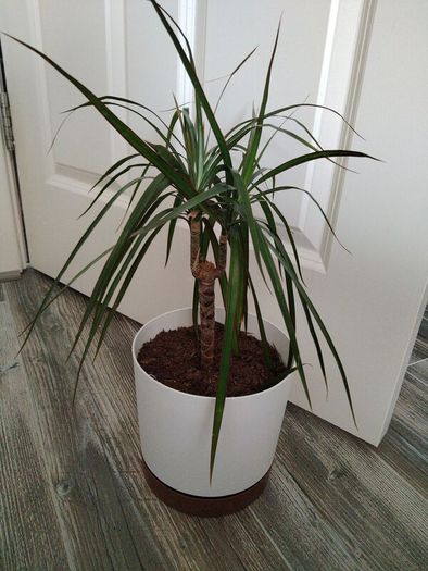 Dracaena Marginata / Dragon Tree