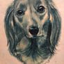 Vintage Pollyanna Pickering Framed Long-Haired Dachshund Dog Print 16cm x 13cm Image 3