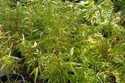 Clumping bamboo