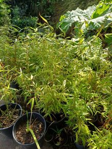Clumping bamboo
