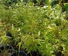 Clumping bamboo
