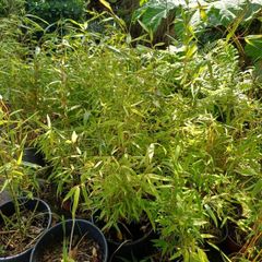 Clumping bamboo