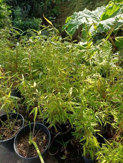 Clumping bamboo