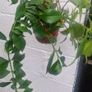 flowerAeschynanthus 'Mona Lisa' Image 5