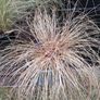 Tall grasses " ponytail " Image 6