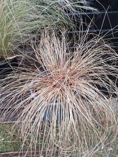 Tall grasses " ponytail "