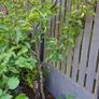Free Trees / Shrubs Image 5